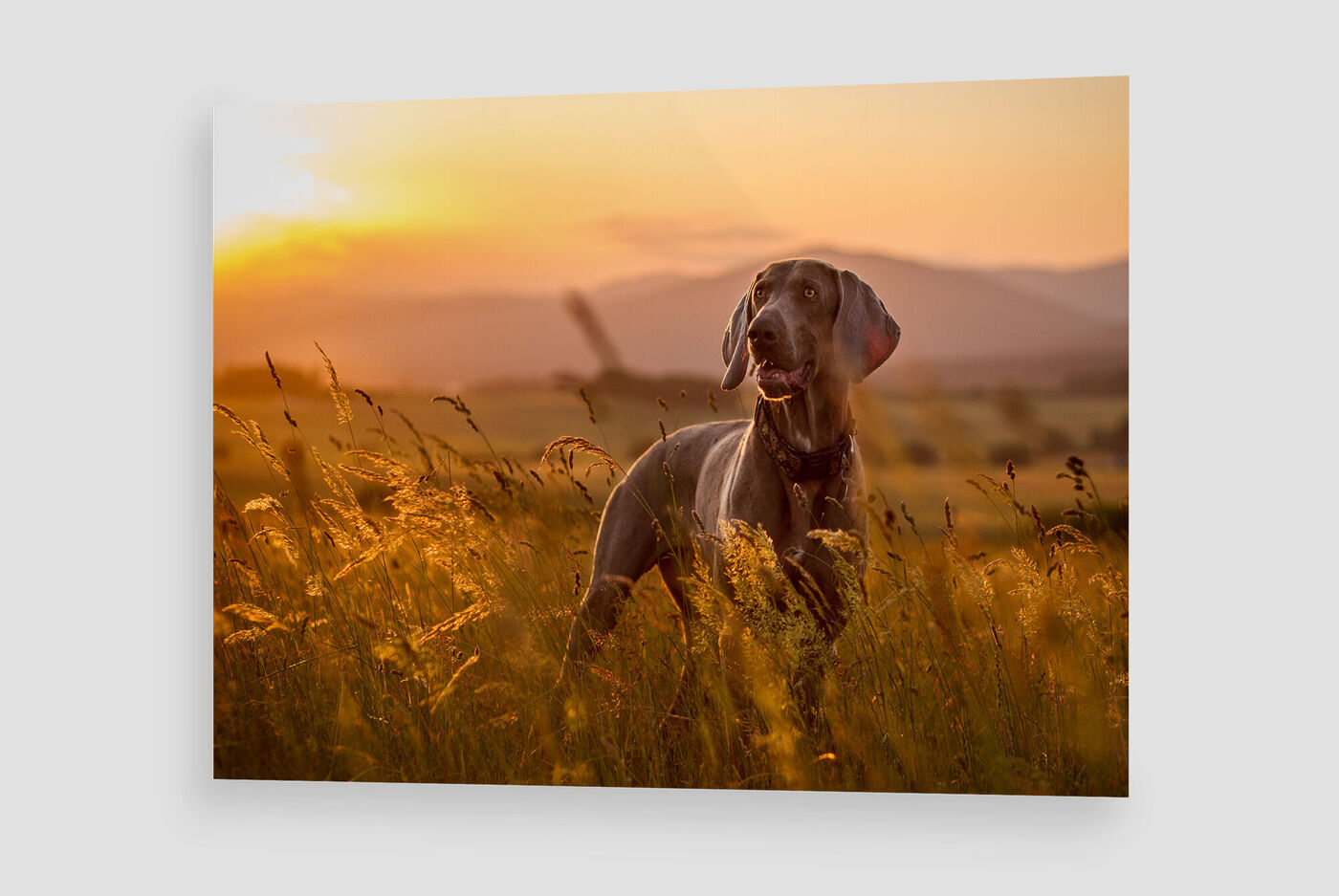 A happy dog standing in tall grass at sunset, surrounded by a warm golden light.